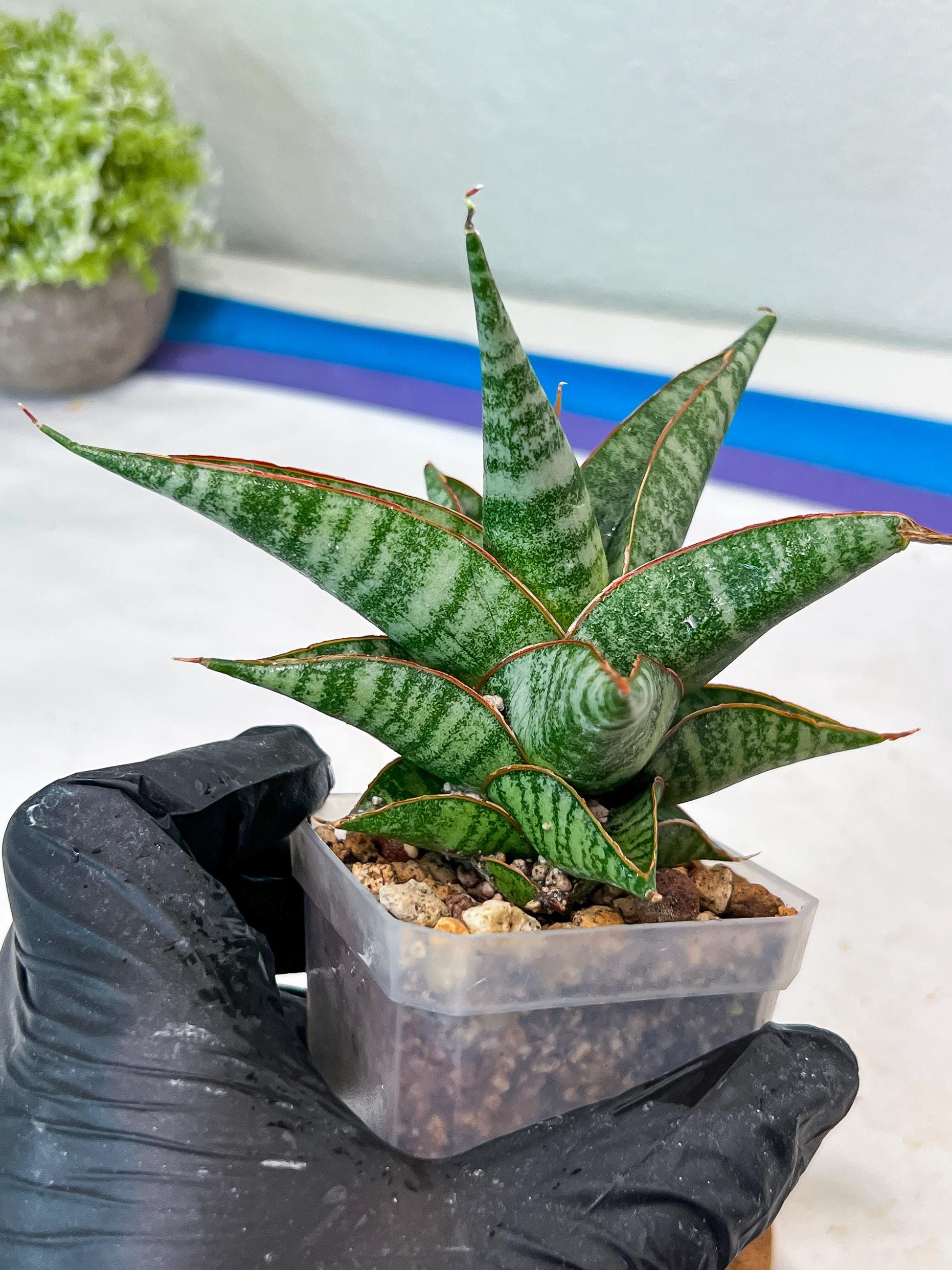 Sansevieria Ghuto Hybrid (#Ha92) | Imported Plant
