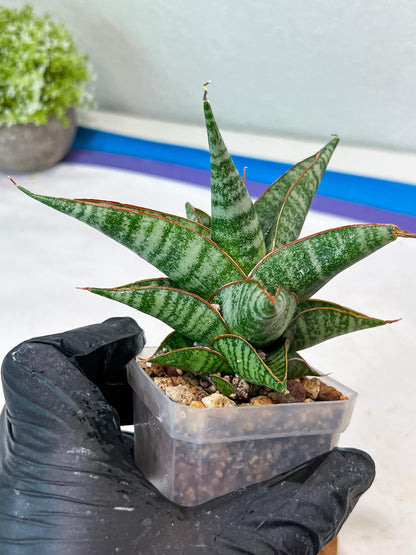 Sansevieria Ghuto Hybrid (#Ha92) | Imported Plant