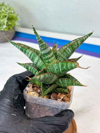 Sansevieria Ghuto Hybrid (#Ha92) | Imported Plant