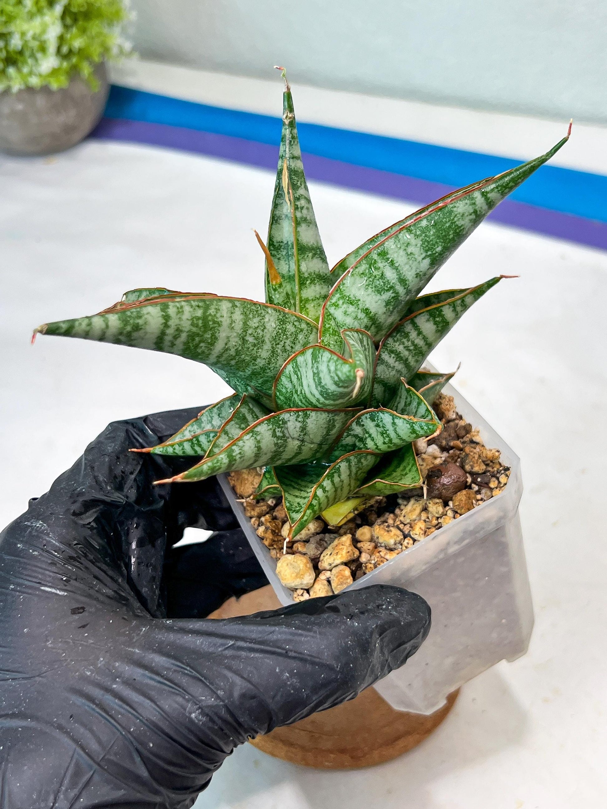 Sansevieria Ghuto Hybrid (#Ha92) | Imported Plant