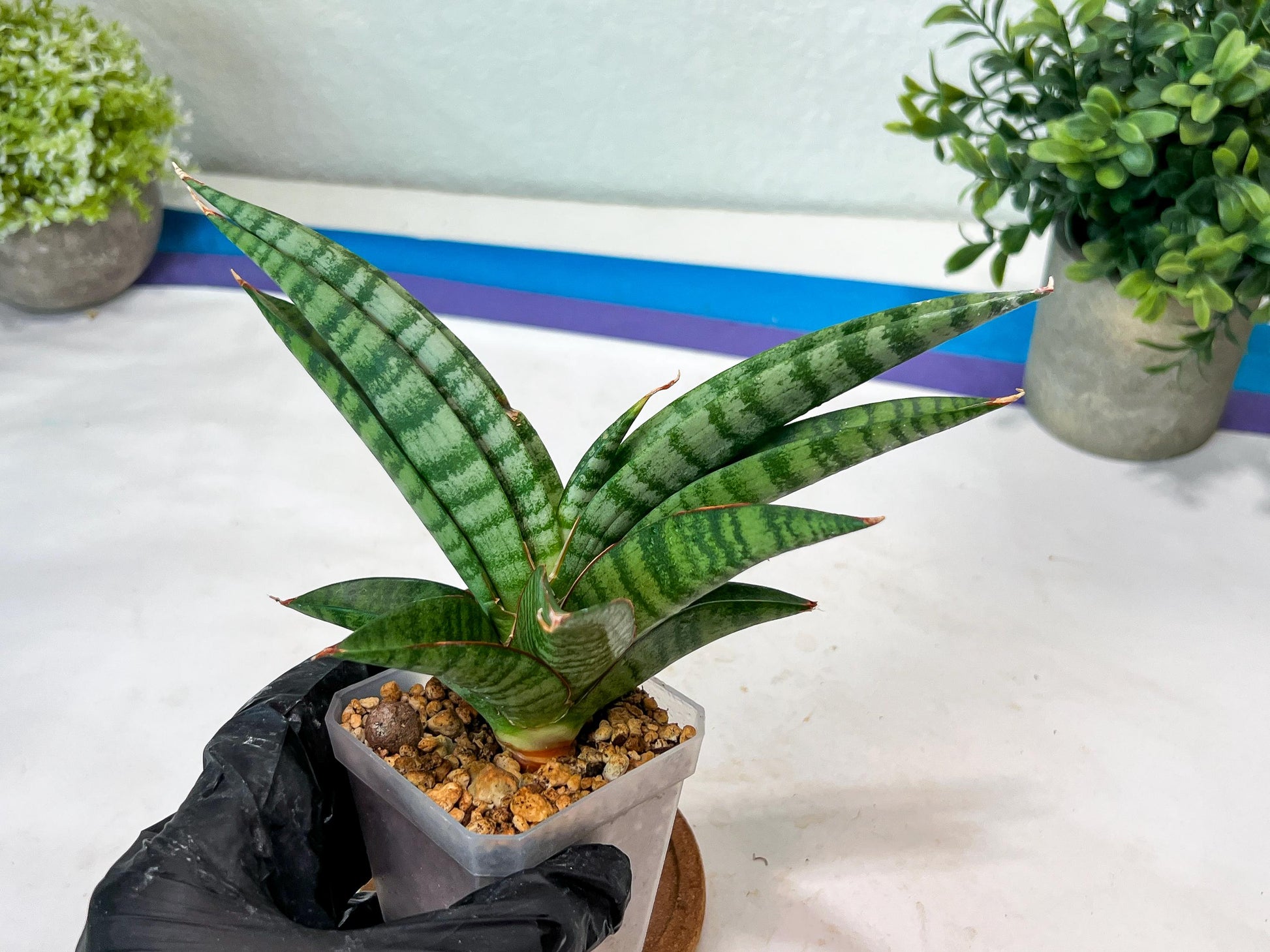 Sansevieria Anita (#Ha97) | Imported Plant
