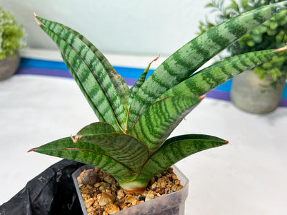 Sansevieria Anita (#Ha97) | Imported Plant
