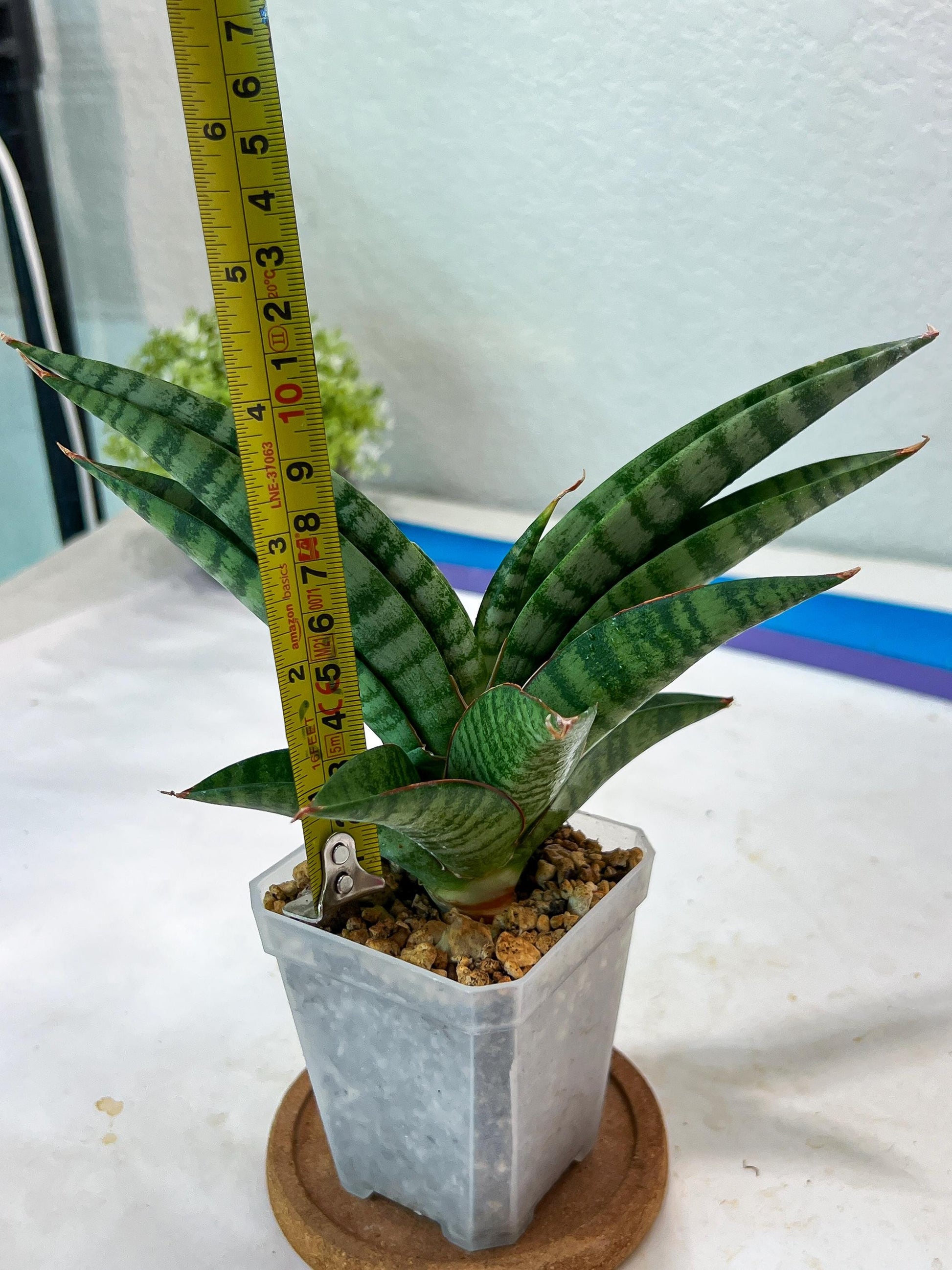 Sansevieria Anita (#Ha97) | Imported Plant