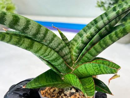 Sansevieria Anita (#Ha97) | Imported Plant