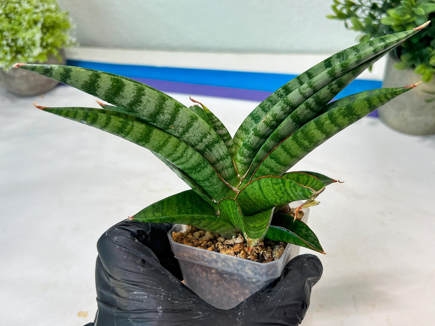 Sansevieria Anita (#Ha97) | Imported Plant