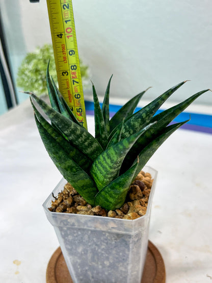 Sansevieria Gabriella x Cordova (#Ha99) | Imported Plant