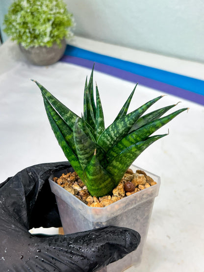 Sansevieria Gabriella x Cordova (#Ha99) | Imported Plant