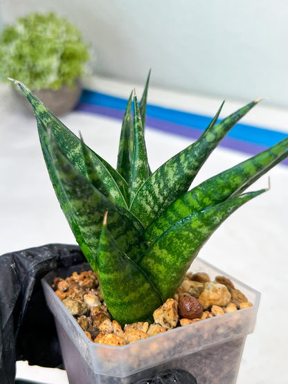 Sansevieria Gabriella x Cordova (#Ha99) | Imported Plant