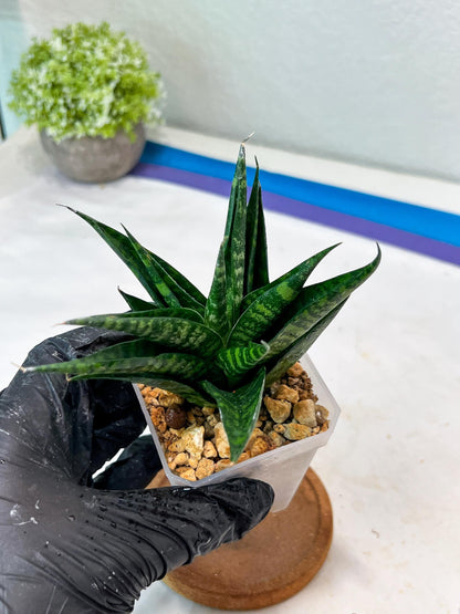 Sansevieria Gabriella x Cordova (#Ha99) | Imported Plant