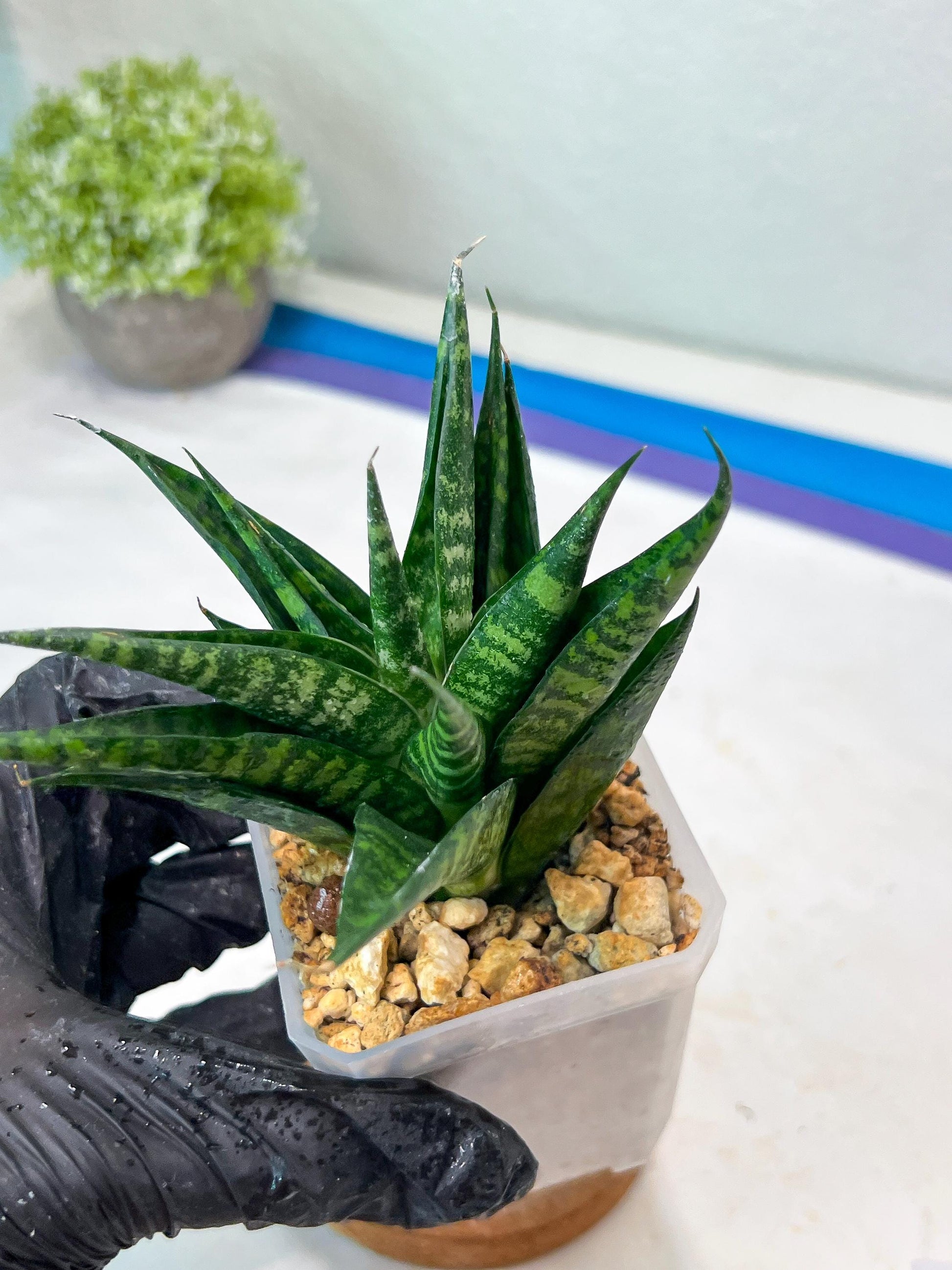 Sansevieria Gabriella x Cordova (#Ha99) | Imported Plant