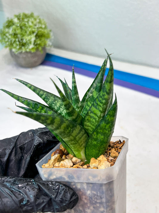 Sansevieria Gabriella x Cordova (#Ha99) | Imported Plant