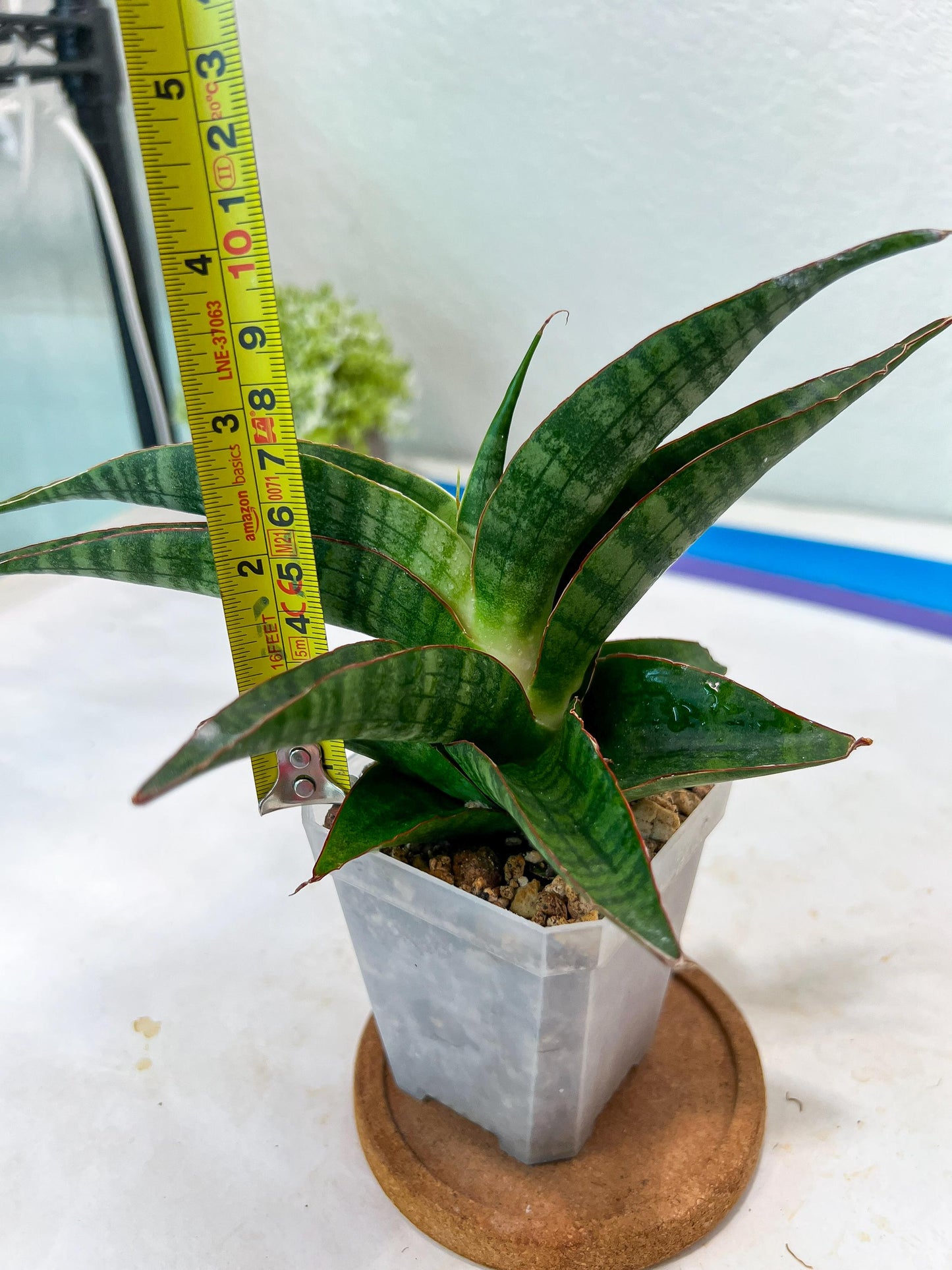 Sansevieria Gabriella x Sindoro (#Ha100) | Imported Plant
