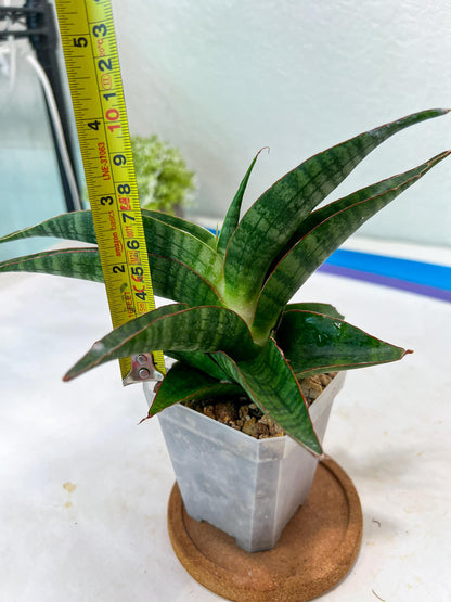 Sansevieria Gabriella x Sindoro (#Ha100) | Imported Plant