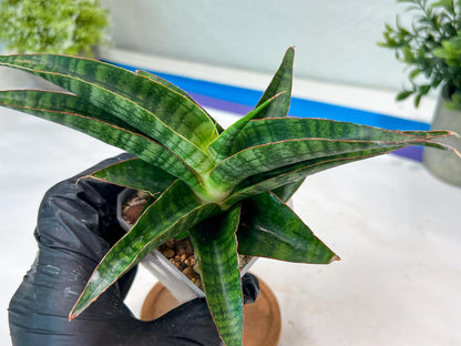 Sansevieria Gabriella x Sindoro (#Ha100) | Imported Plant