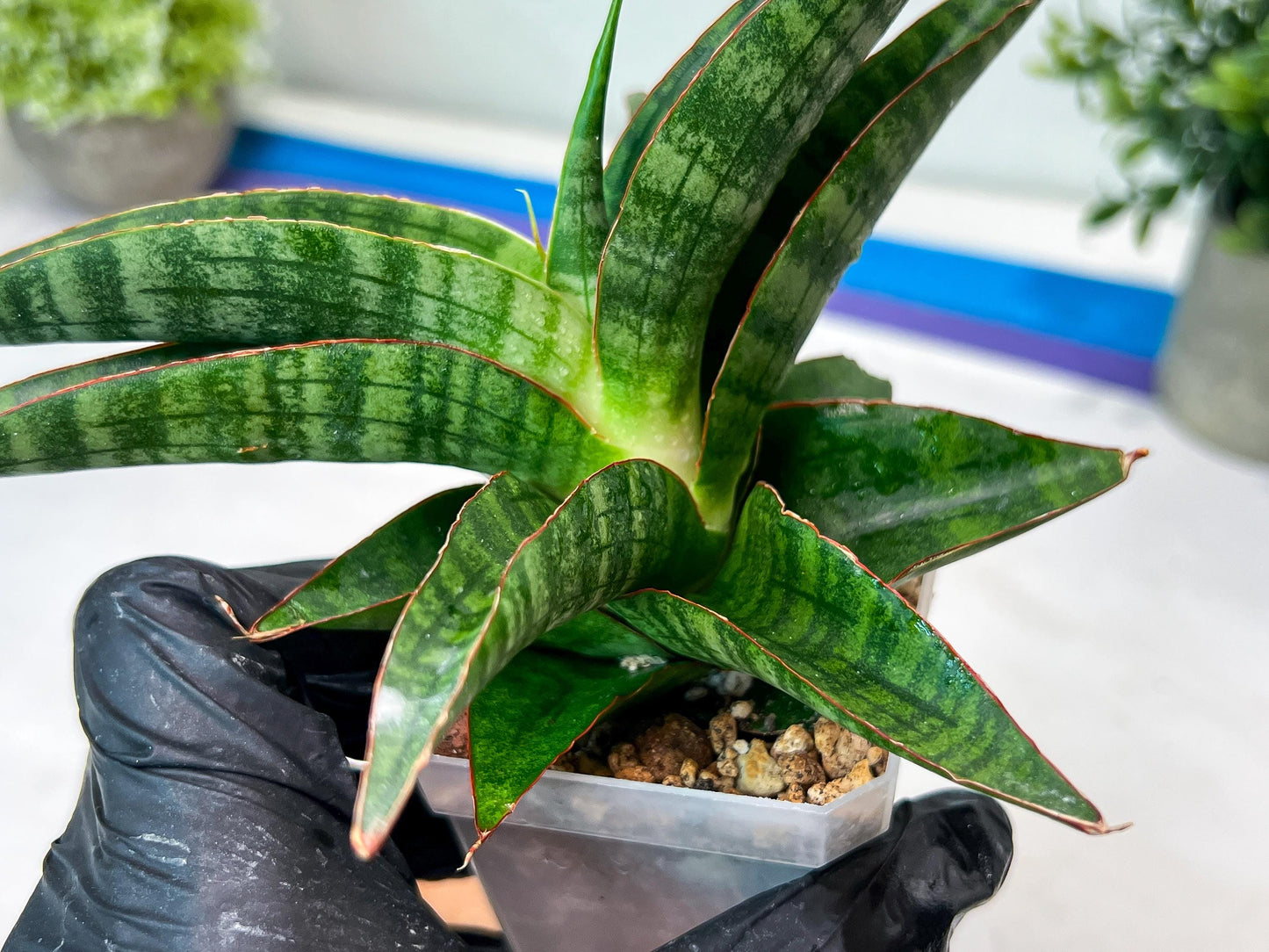 Sansevieria Gabriella x Sindoro (#Ha100) | Imported Plant