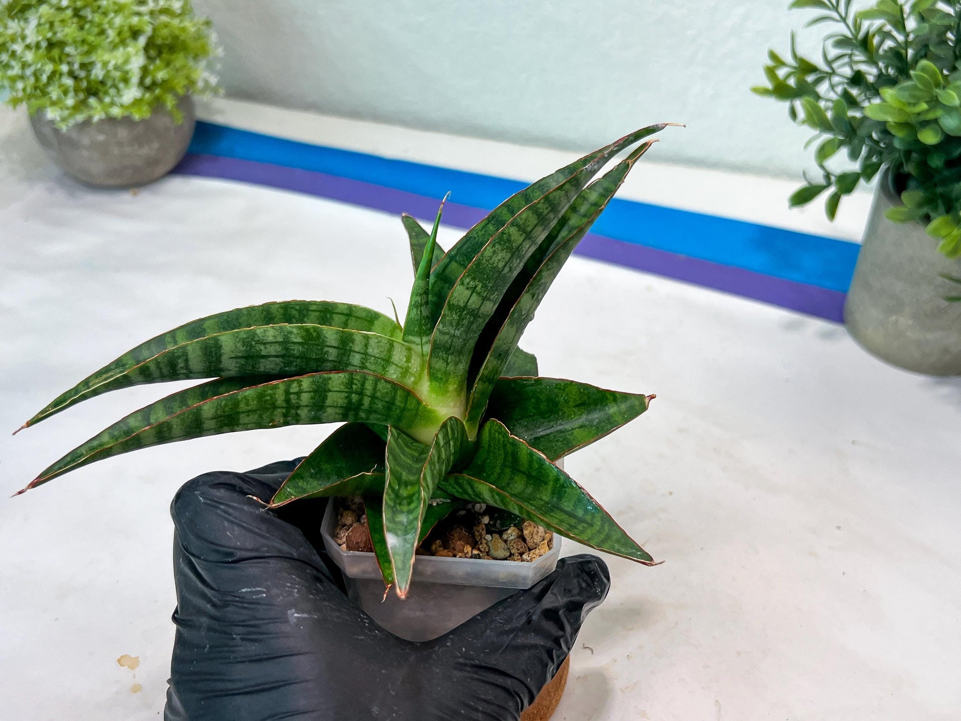 Sansevieria Gabriella x Sindoro (#Ha100) | Imported Plant