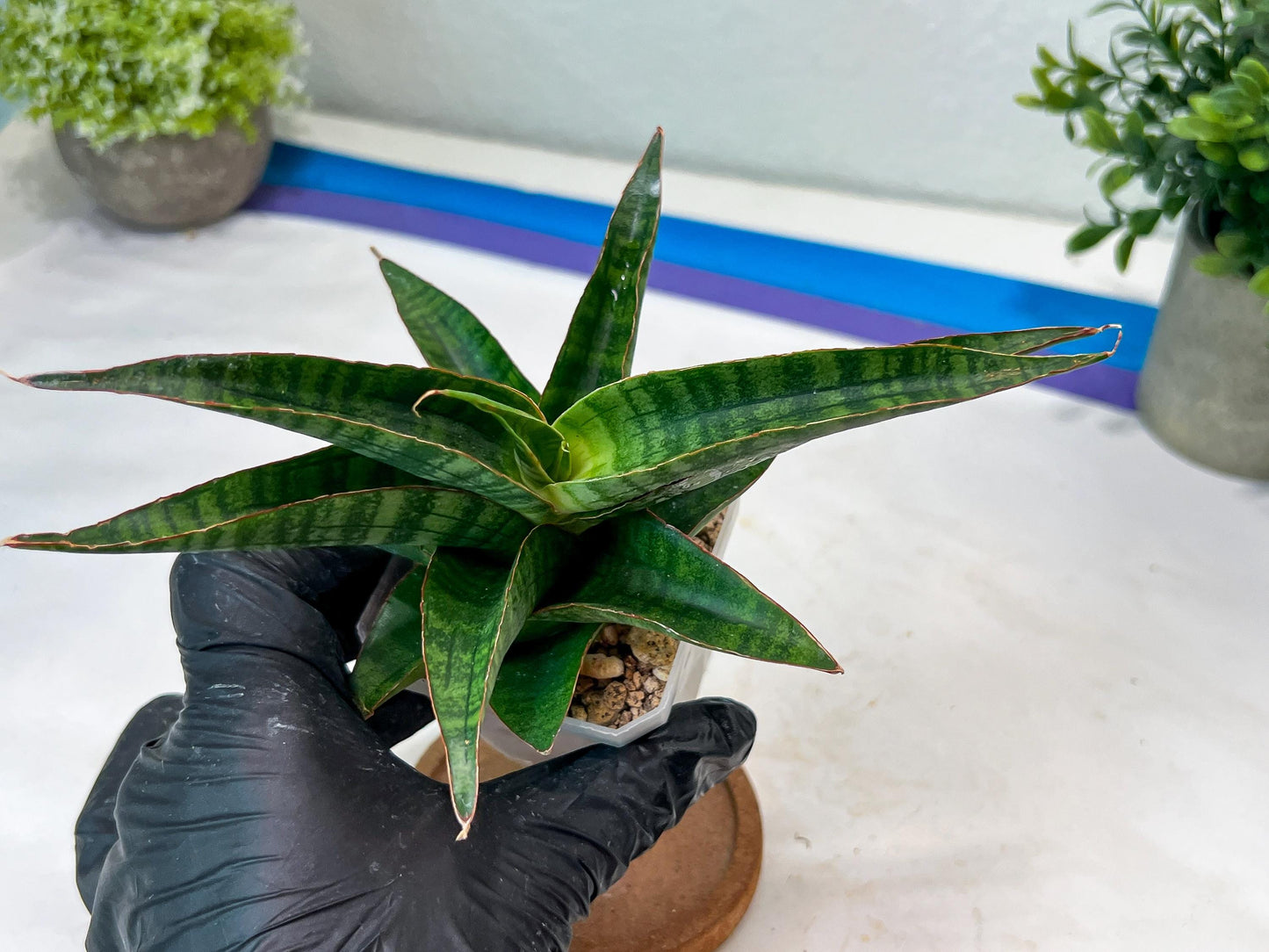 Sansevieria Gabriella x Sindoro (#Ha100) | Imported Plant