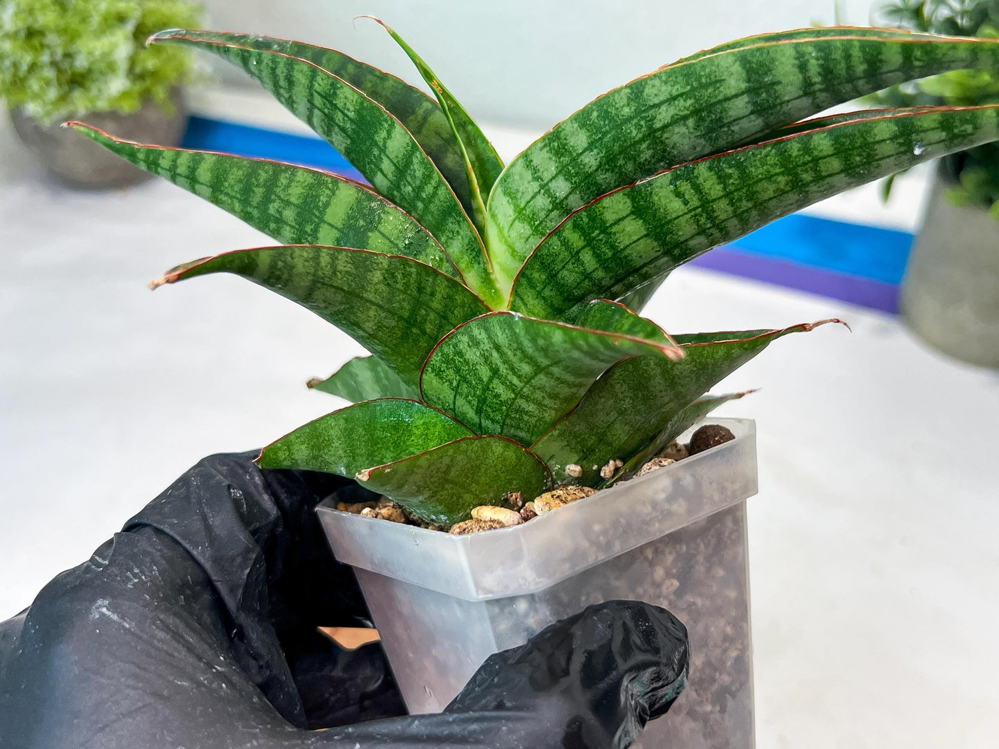 Sansevieria Gabriella x Sindoro (#Ha100) | Imported Plant