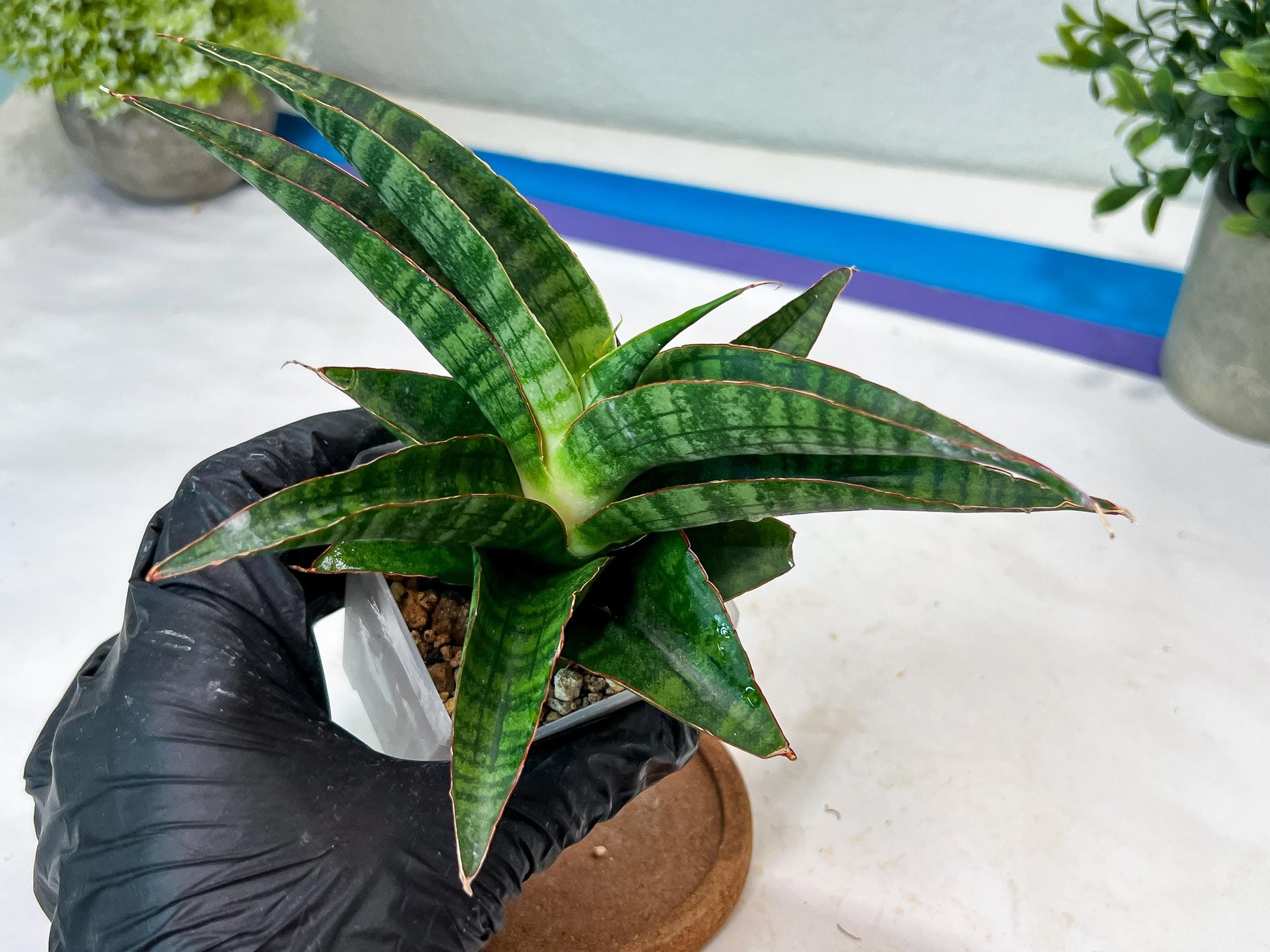 Sansevieria Gabriella x Sindoro (#Ha100) | Imported Plant
