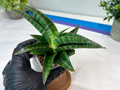 Sansevieria Gabriella x Sindoro (#Ha100) | Imported Plant