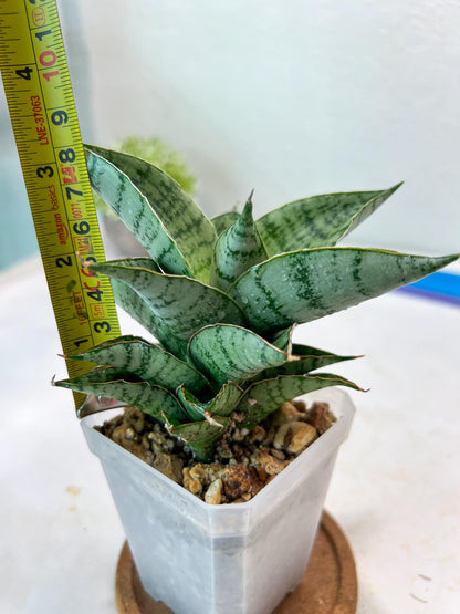 Sansevieria Isabella (#Ha102) | Imported Plant