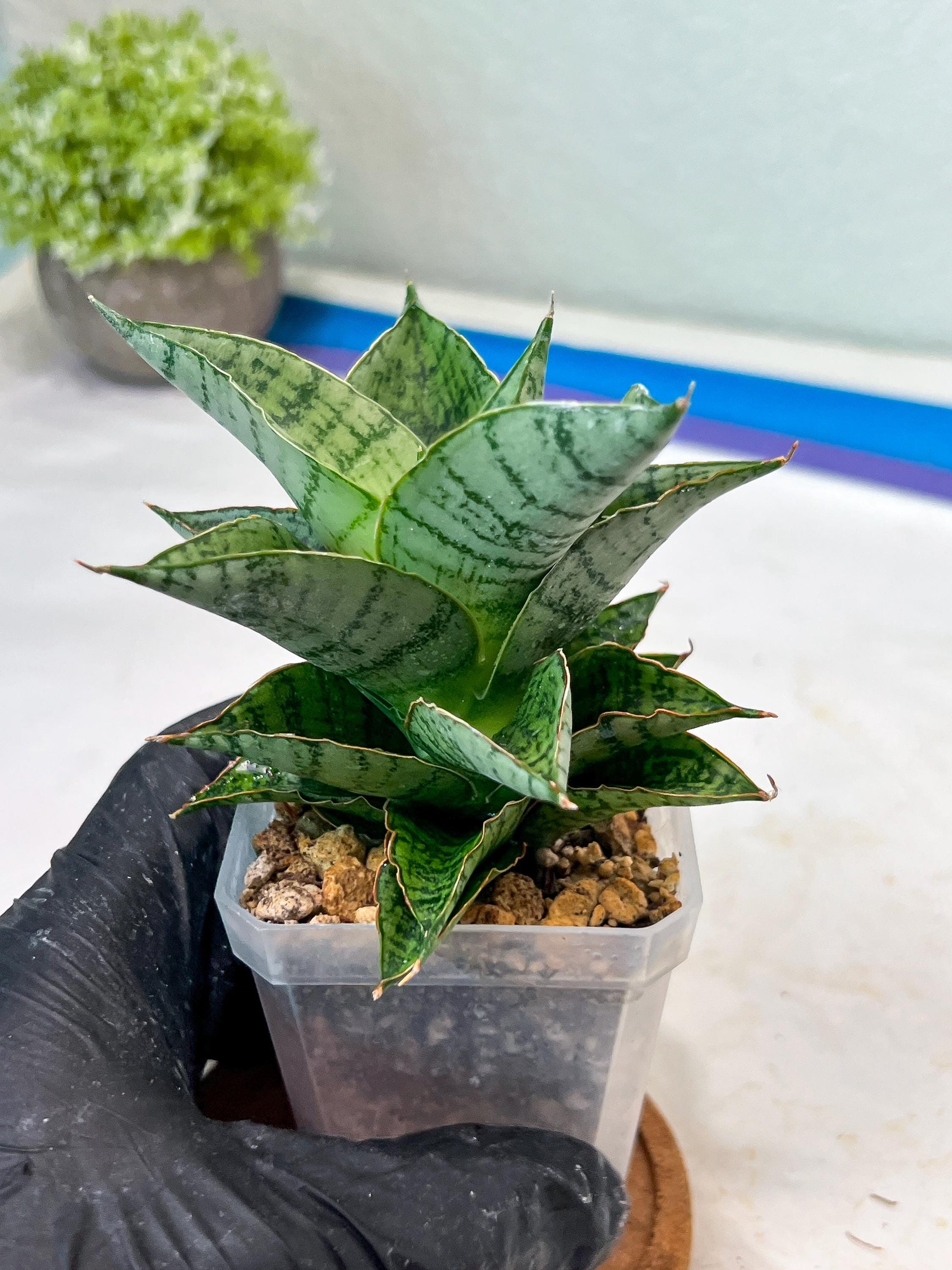 Sansevieria Isabella (#Ha102) | Imported Plant