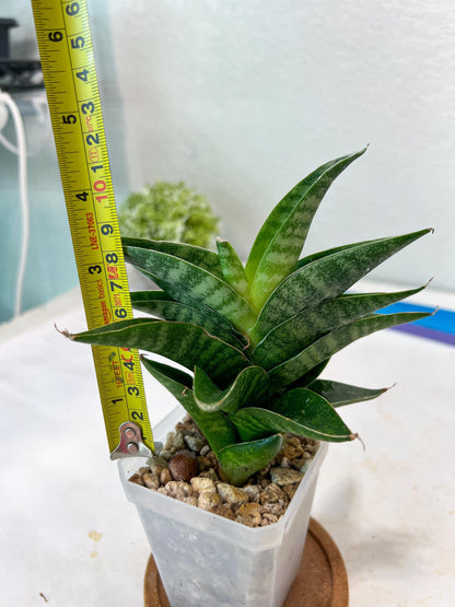 Sansevieria Mars (#Ha105) | Imported Plant