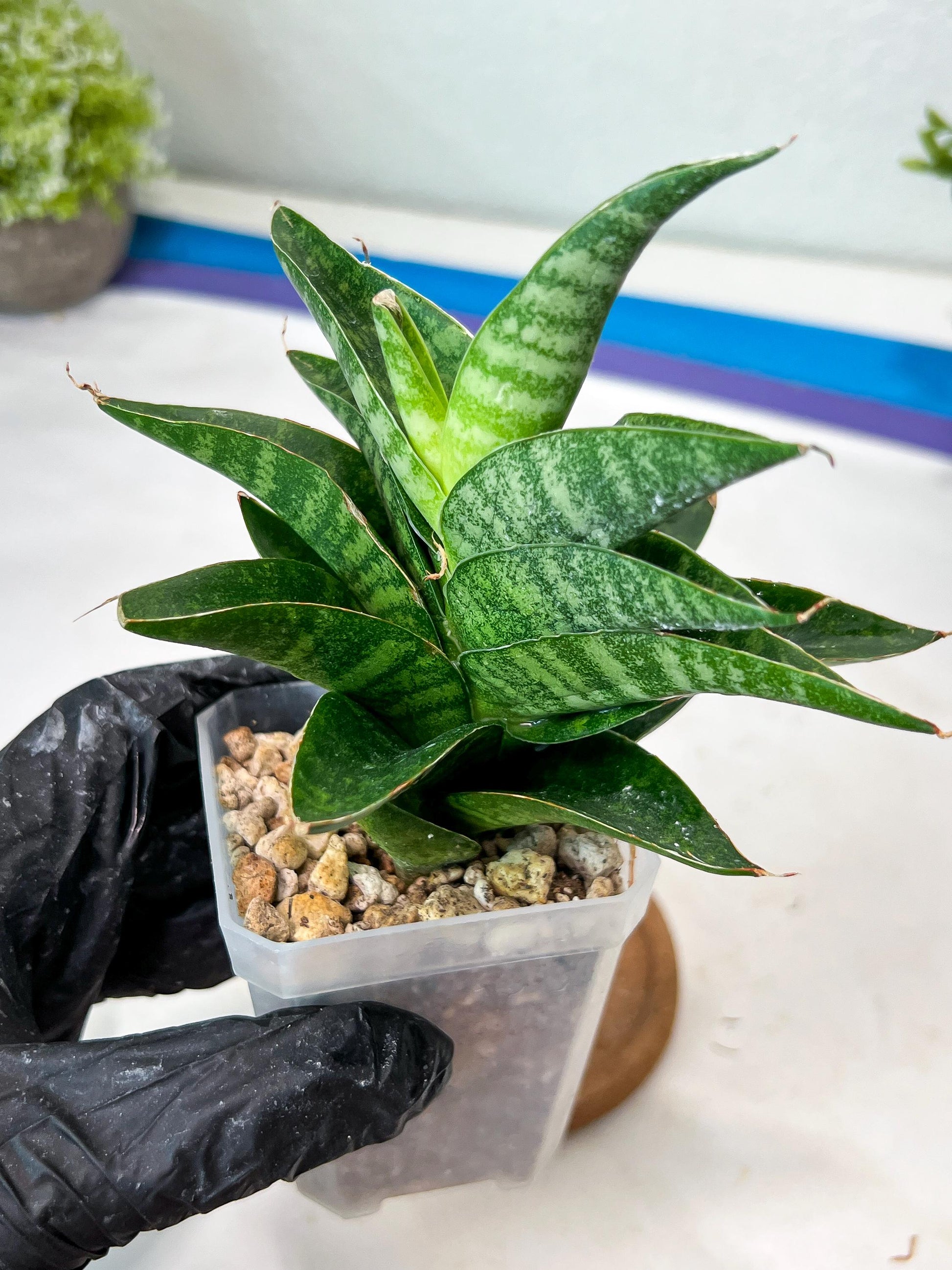 Sansevieria Mars (#Ha105) | Imported Plant