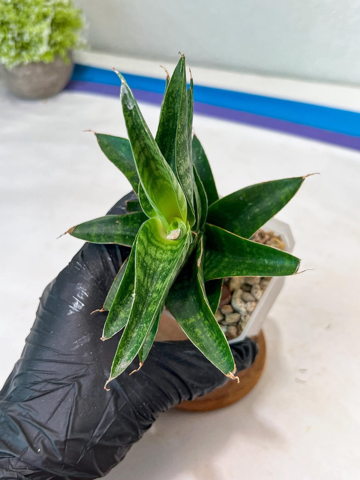 Sansevieria Mars (#Ha105) | Imported Plant