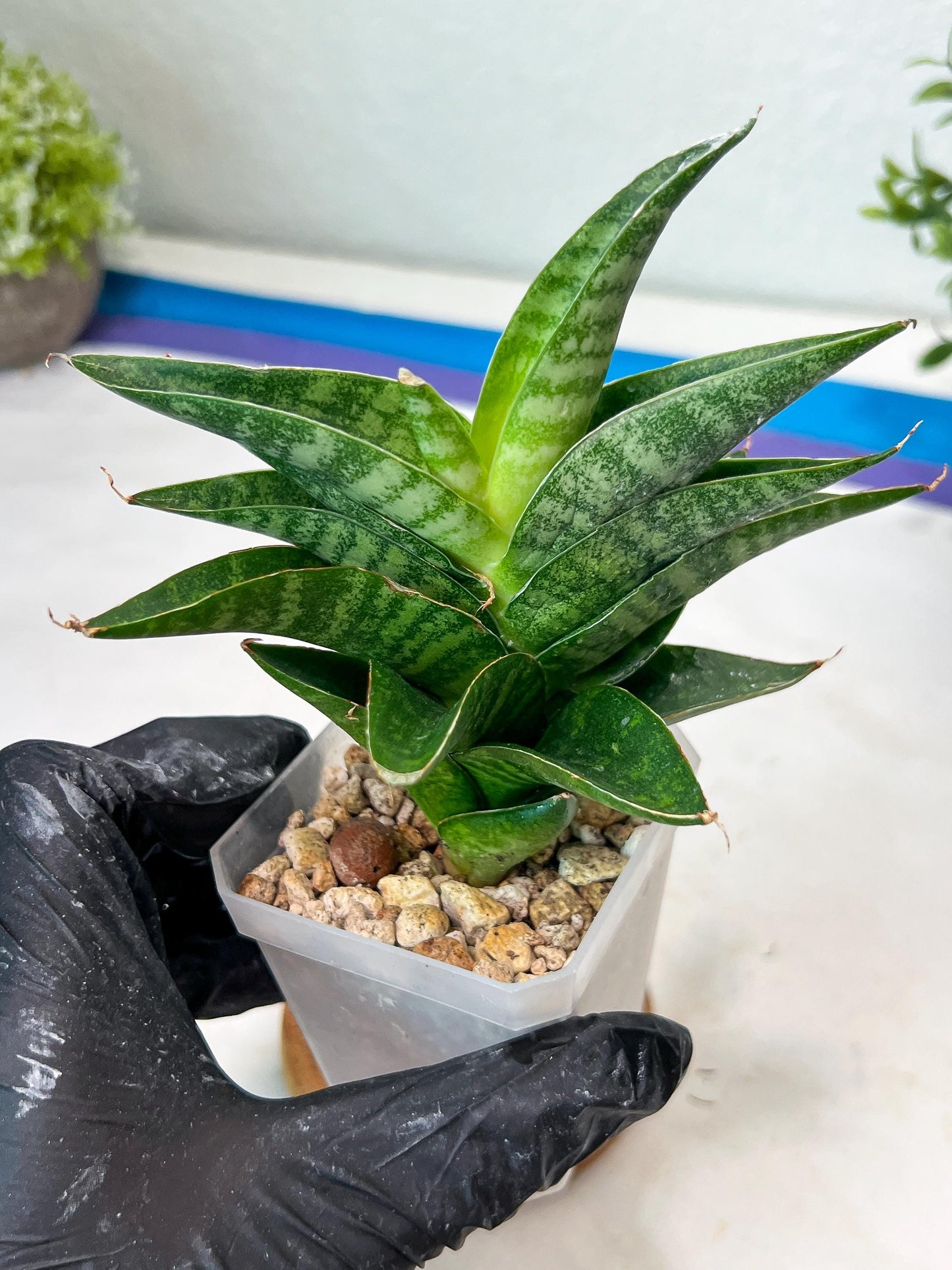 Sansevieria Mars (#Ha105) | Imported Plant