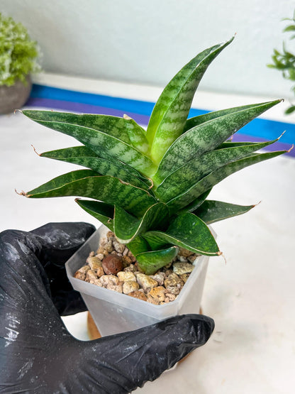 Sansevieria Mars (#Ha105) | Imported Plant