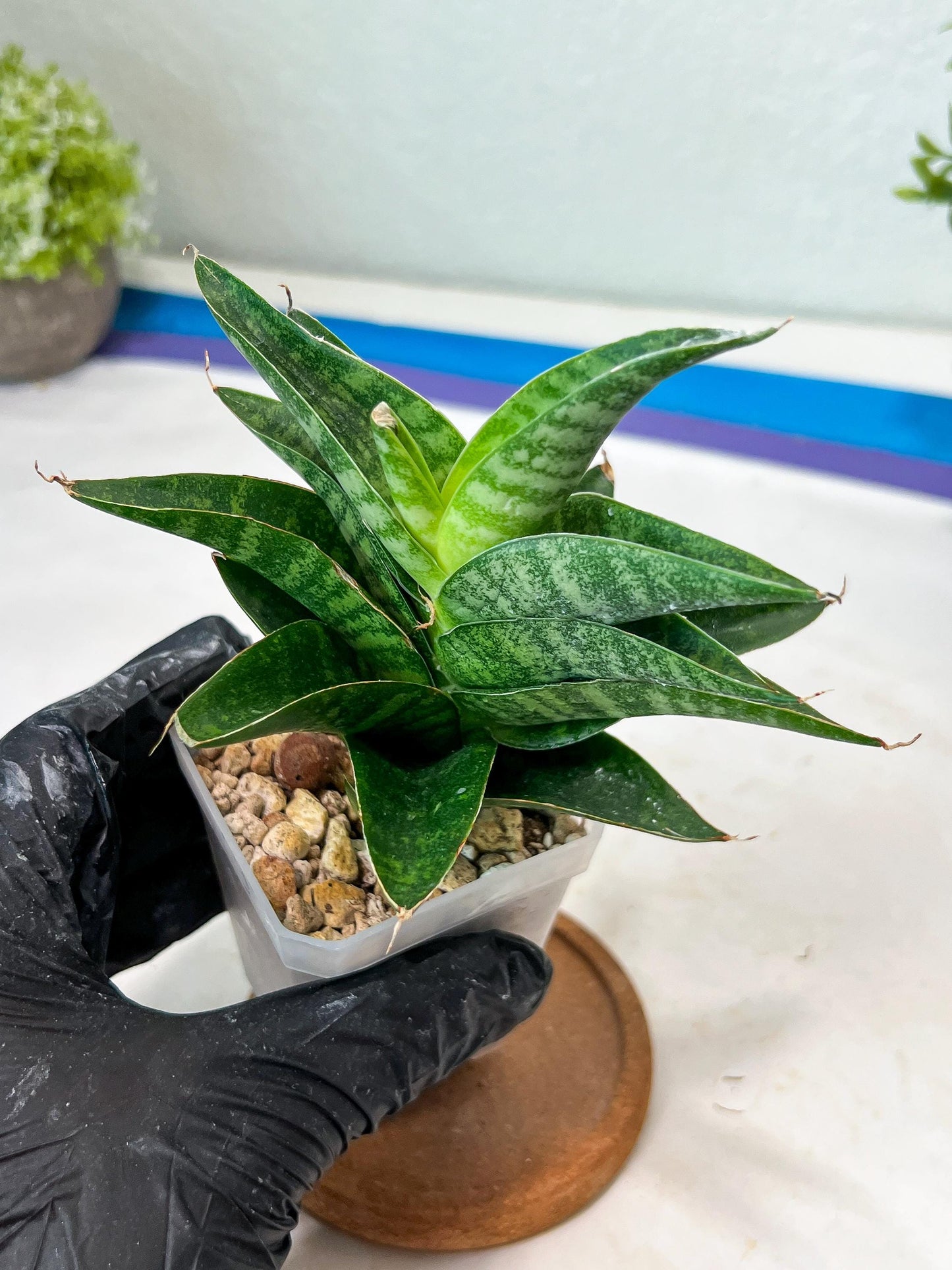 Sansevieria Mars (#Ha105) | Imported Plant