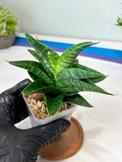 Sansevieria Mars (#Ha105) | Imported Plant