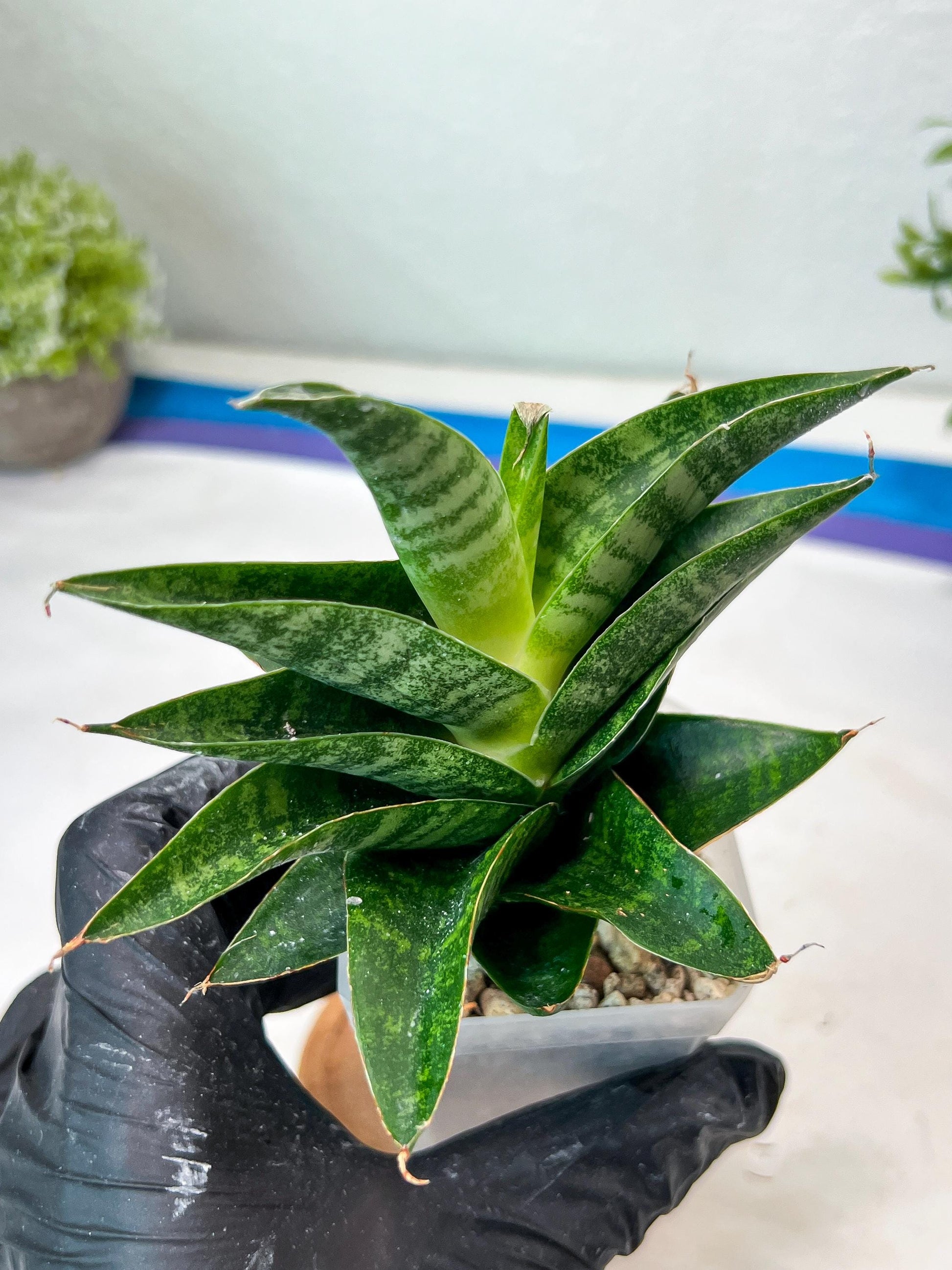 Sansevieria Mars (#Ha105) | Imported Plant