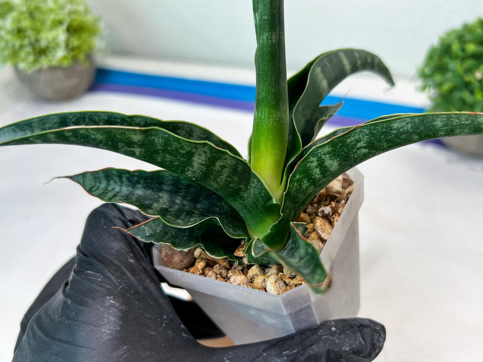 Sansevieria kanla x Gabriella cordova (#Ha107) | Imported Plant