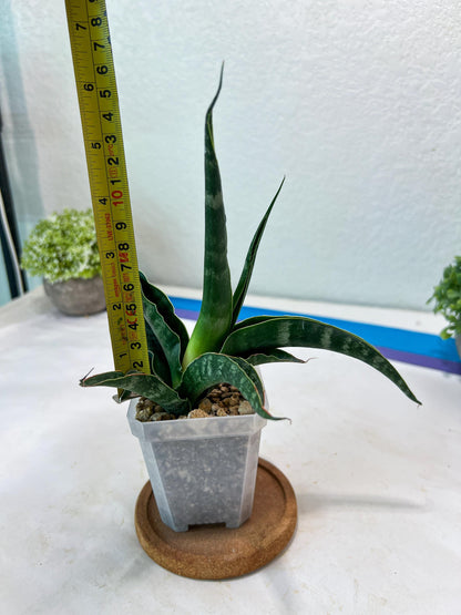Sansevieria kanla x Gabriella cordova (#Ha107) | Imported Plant