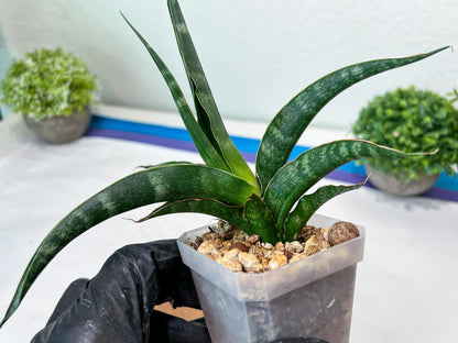 Sansevieria kanla x Gabriella cordova (#Ha107) | Imported Plant