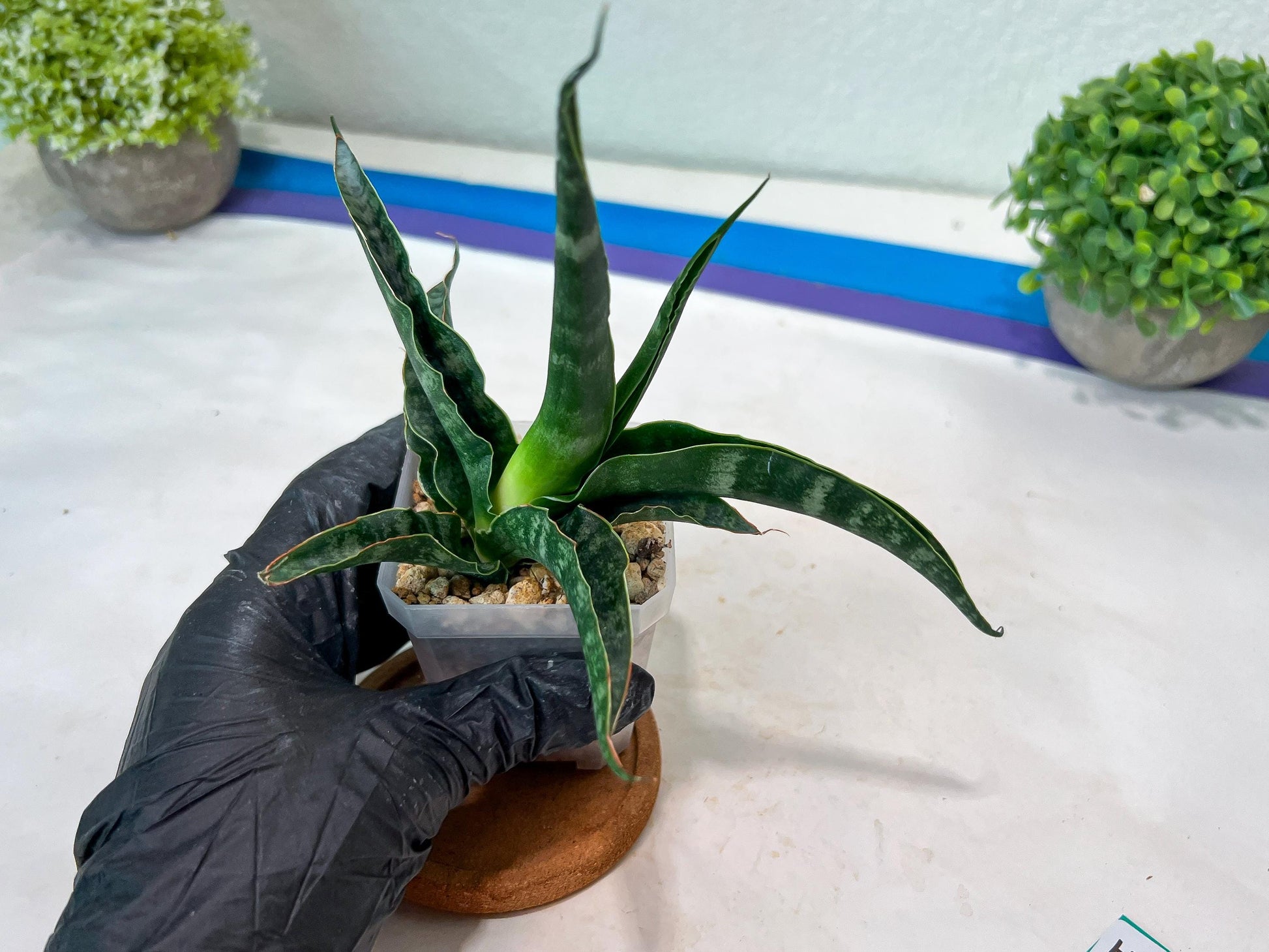 Sansevieria kanla x Gabriella cordova (#Ha107) | Imported Plant