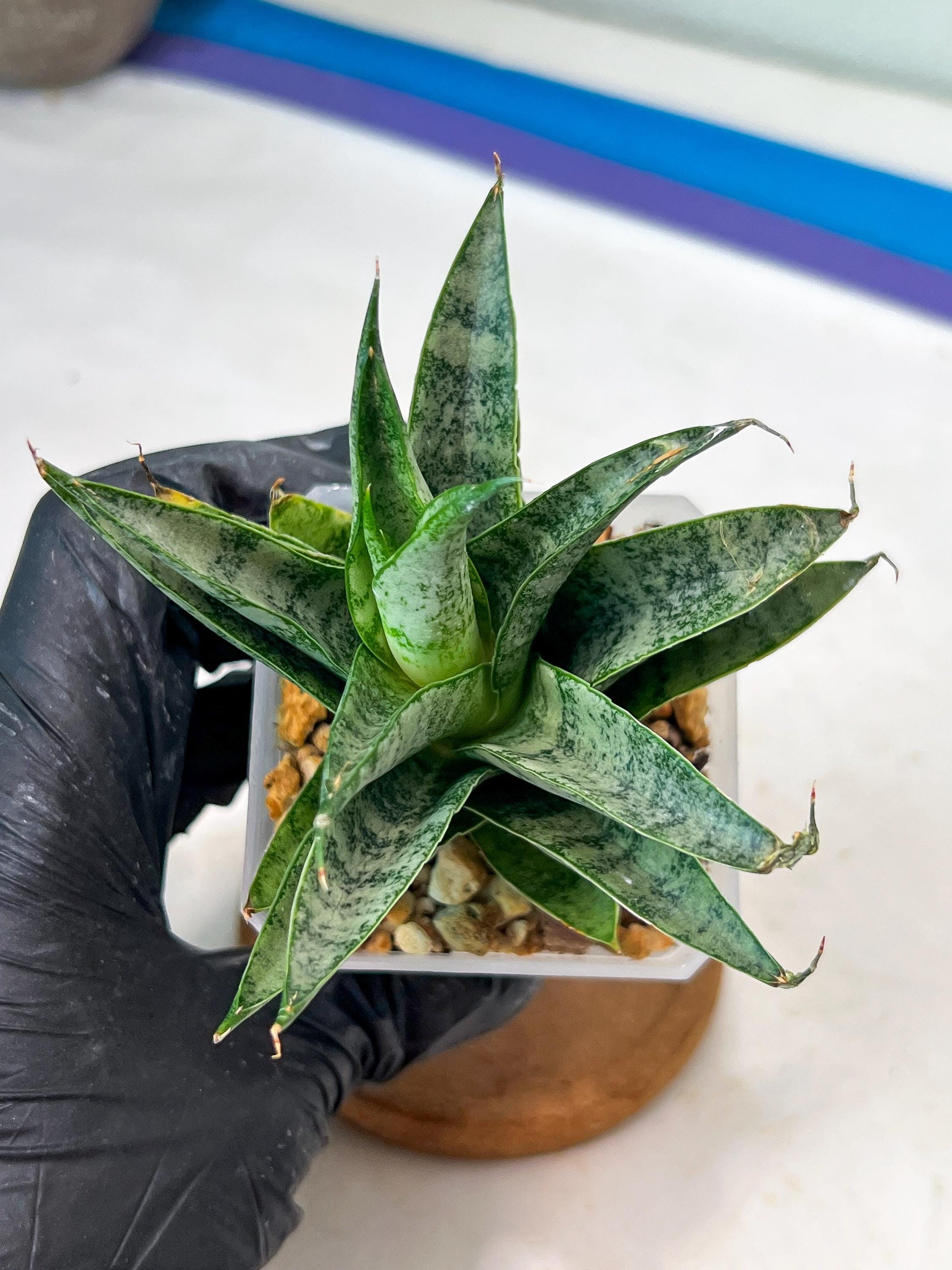 Sansevieria parva x Monshine (#Ha110) | Imported Plant