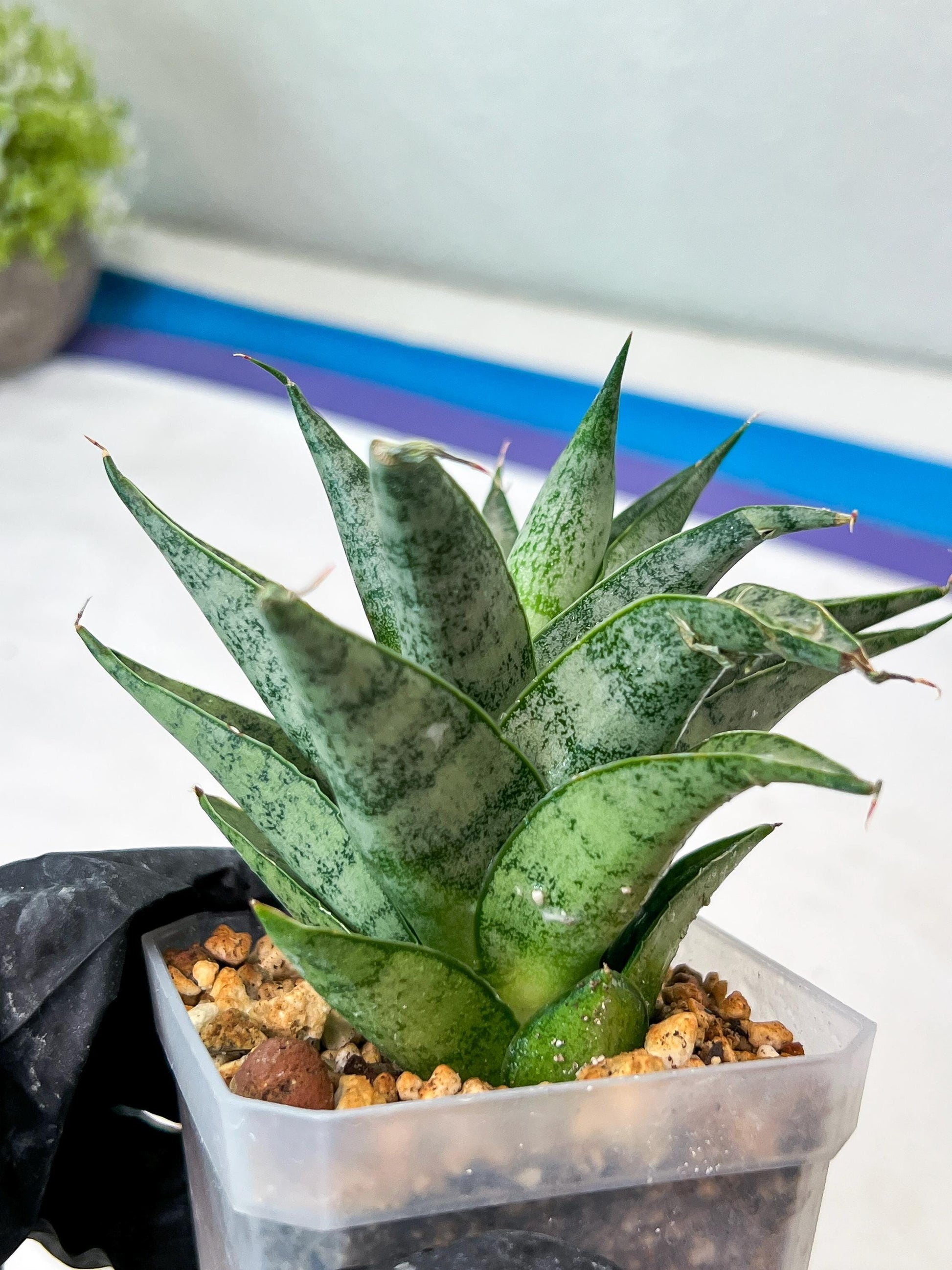 Sansevieria parva x Monshine (#Ha110) | Imported Plant