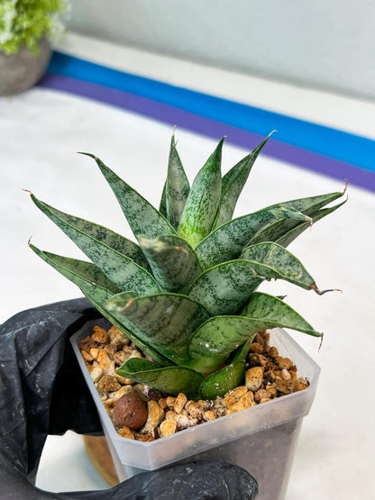 Sansevieria parva x Monshine (#Ha110) | Imported Plant