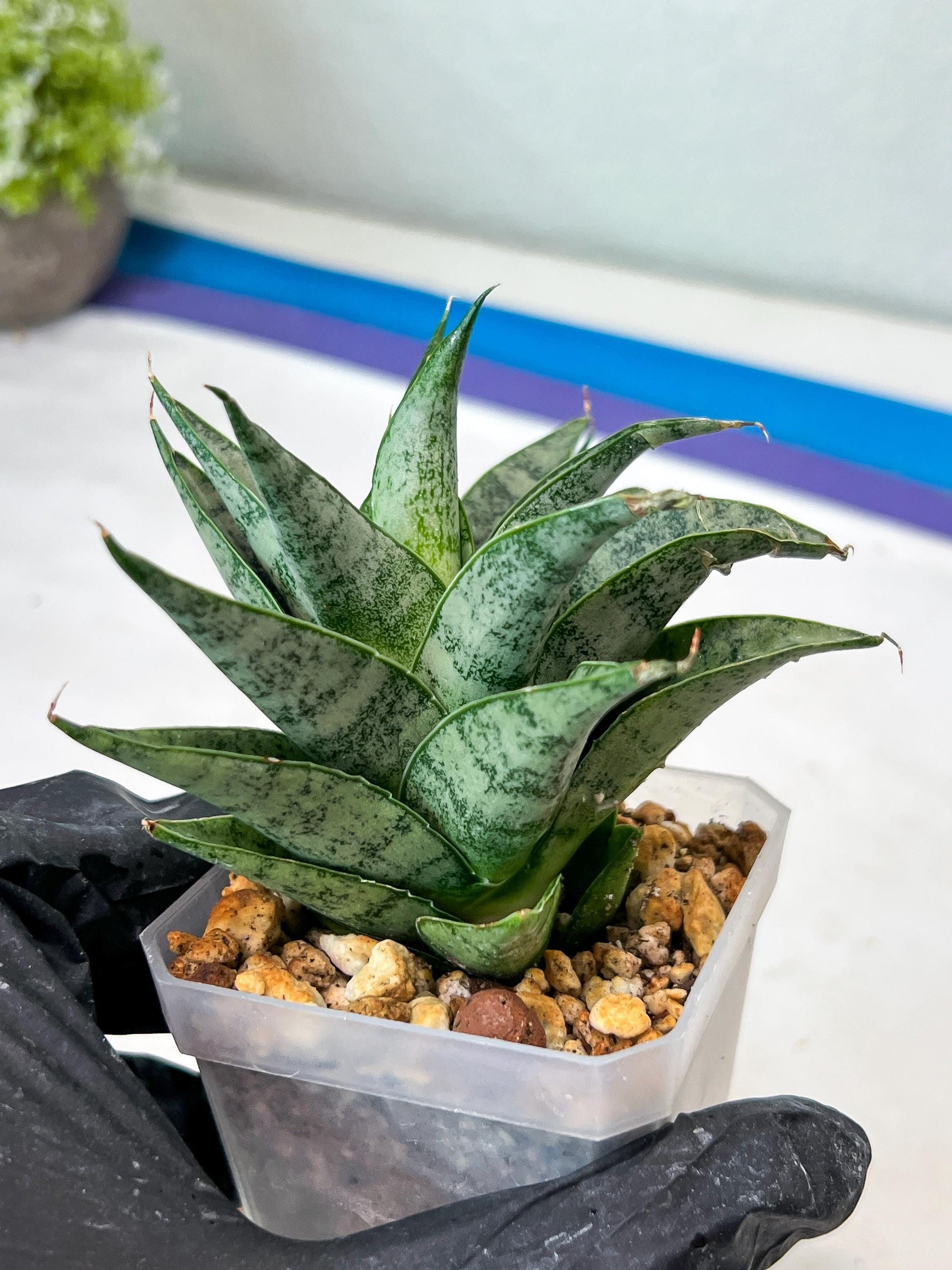 Sansevieria parva x Monshine (#Ha110) | Imported Plant