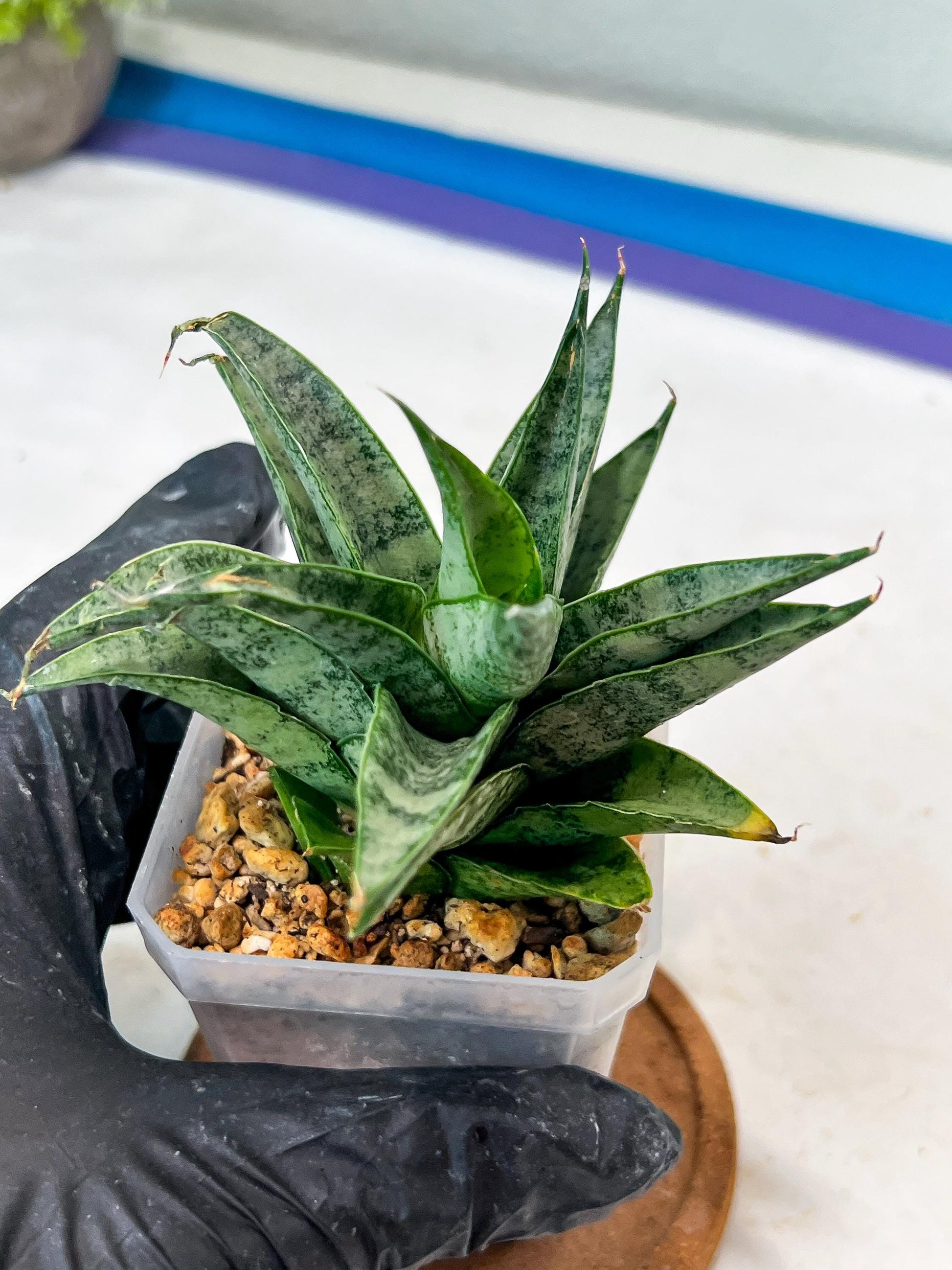 Sansevieria parva x Monshine (#Ha110) | Imported Plant