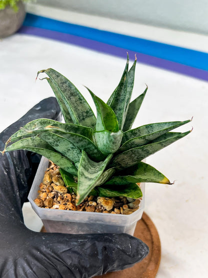 Sansevieria parva x Monshine (#Ha110) | Imported Plant