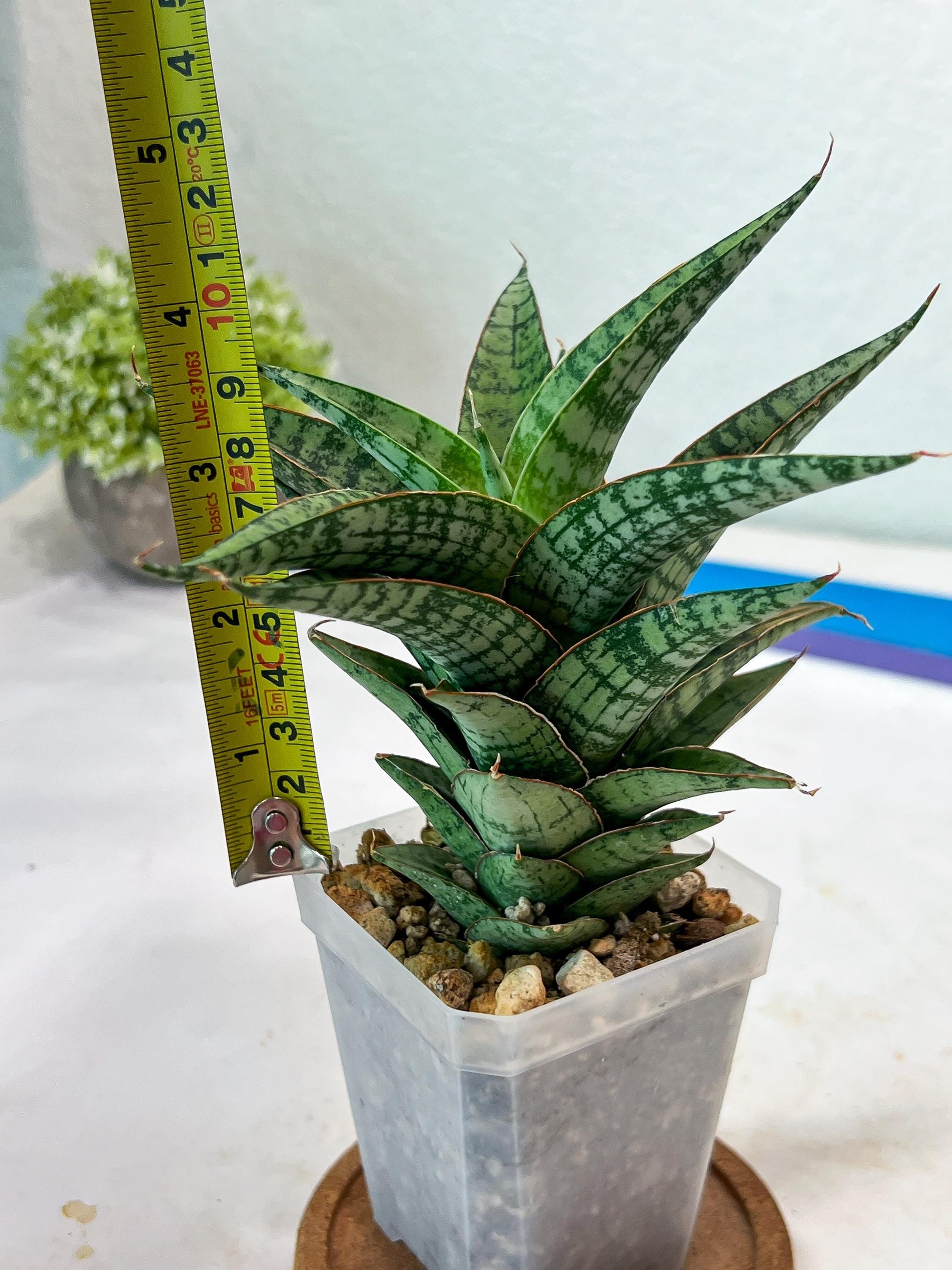 Sansevieria Deasy (#Ha111) | Imported Plant