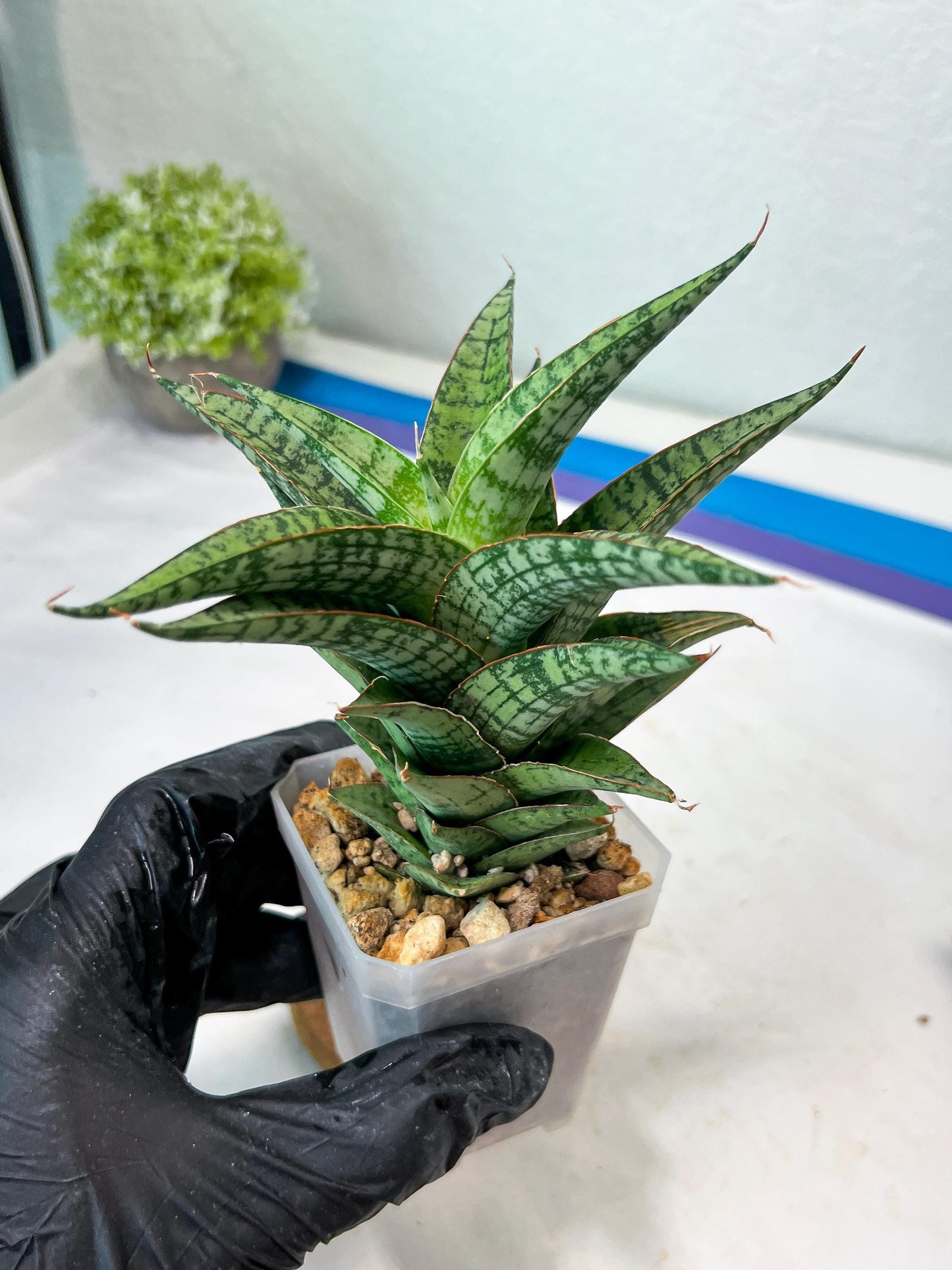 Sansevieria Deasy (#Ha111) | Imported Plant