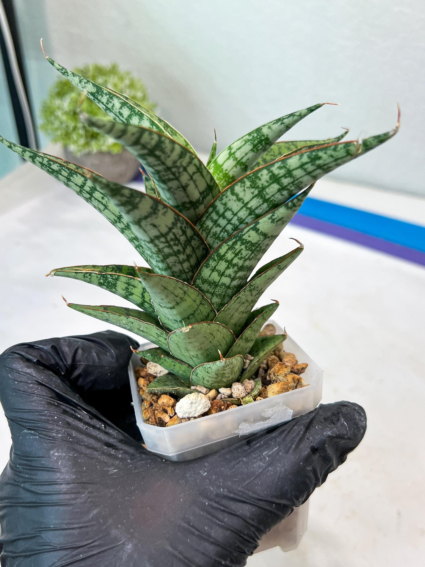 Sansevieria Deasy (#Ha111) | Imported Plant