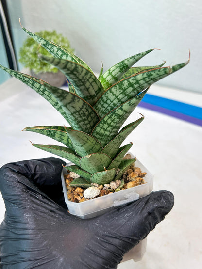 Sansevieria Deasy (#Ha111) | Imported Plant