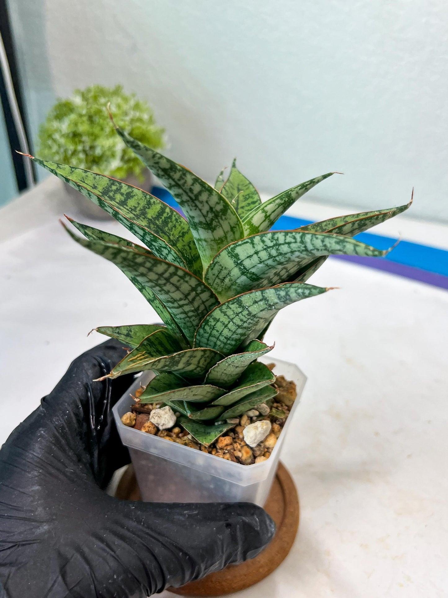 Sansevieria Deasy (#Ha111) | Imported Plant