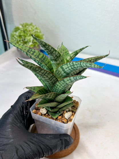 Sansevieria Deasy (#Ha111) | Imported Plant